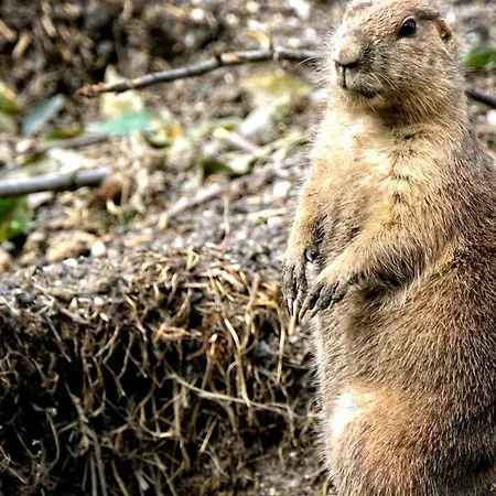 Hermitage Hotel Sestrières